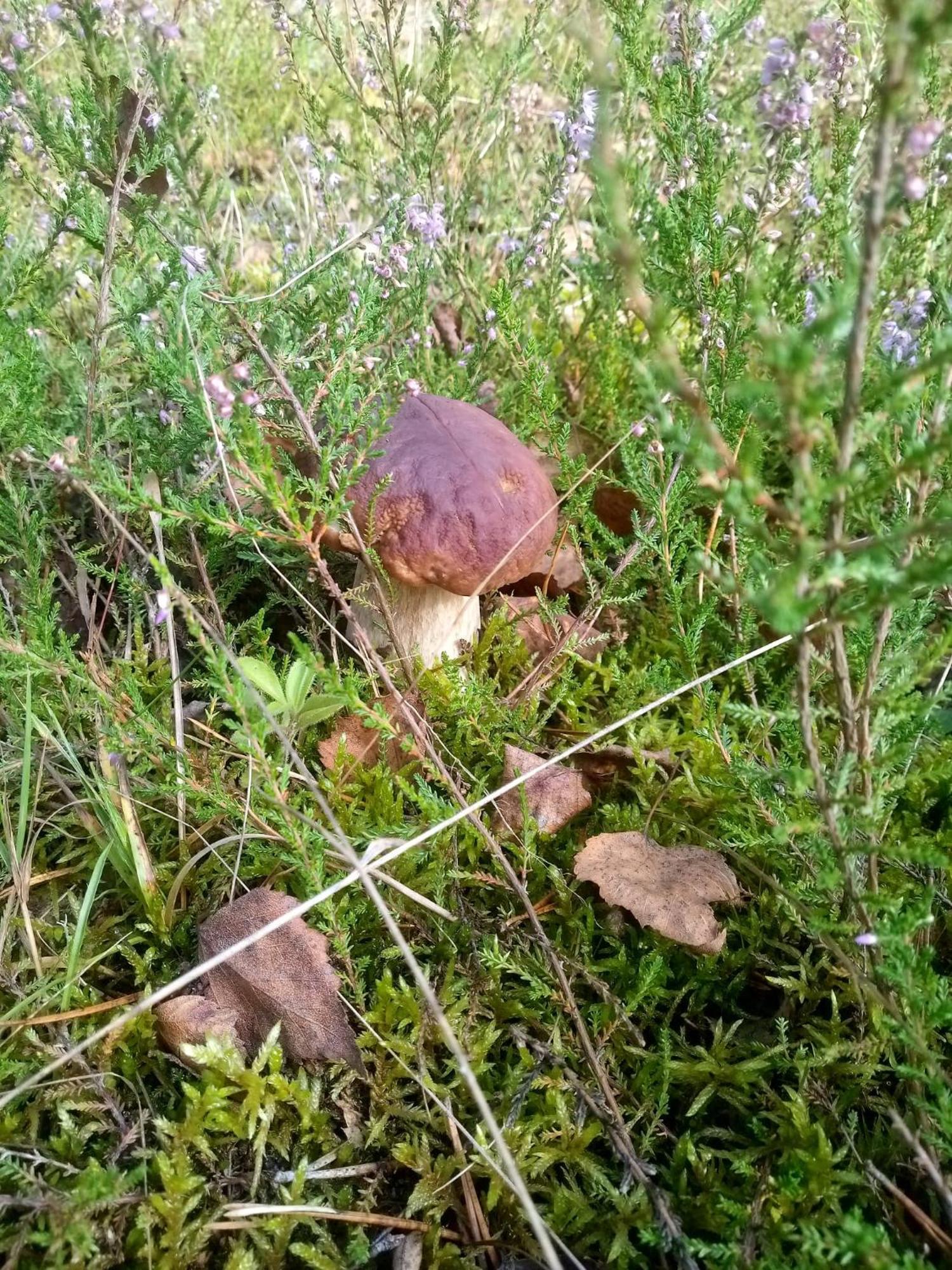 Domek Na Kaszubach, Borowy Mlyn, Jezioro Gwiazda, Sauna, 3 المظهر الخارجي الصورة